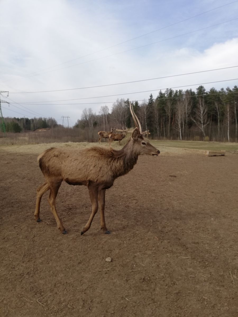 Dobelnieki briežu zoo 